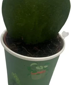 Dark Splash Heart Hoya Kerrii Live Plant – 2 inch Pot – Indoor Waxplant - Image 4