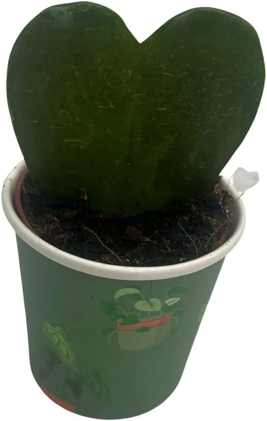 Dark Splash Heart Hoya Kerrii Live Plant – 2 inch Pot – Indoor Waxplant - Image 4