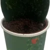 Dark Splash Heart Hoya Kerrii Live Plant – 2 inch Pot – Indoor Waxplant - Image 1