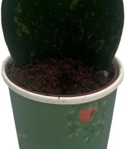 Dark Splash Heart Hoya Kerrii Live Plant – 2 inch Pot – Indoor Waxplant - Image 1