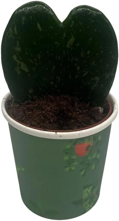 Dark Splash Heart Hoya Kerrii Live Plant – 2 inch Pot – Indoor Waxplant - Image 1