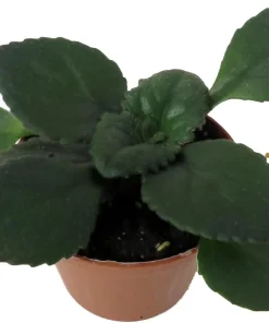 Dark & Stormy Asian Violet Primulina Live Plant – 2.5 inch Pot – Indoor - Image 2