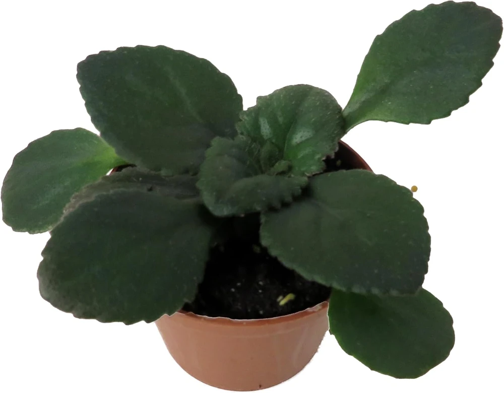 Dark & Stormy Asian Violet Primulina Live Plant – 2.5 inch Pot – Indoor - Image 2
