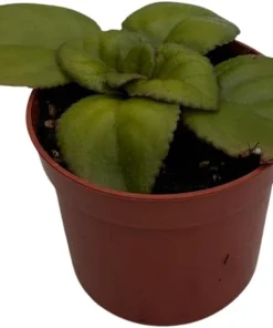 Dark & Stormy Asian Violet Primulina Live Plant – 2.5 inch Pot – Indoor - Image 3