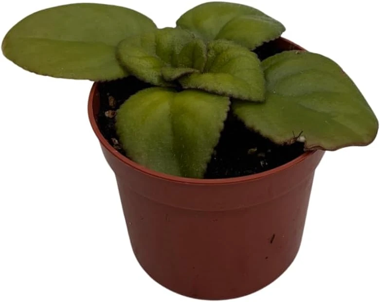 Dark & Stormy Asian Violet Primulina Live Plant – 2.5 inch Pot – Indoor - Image 3