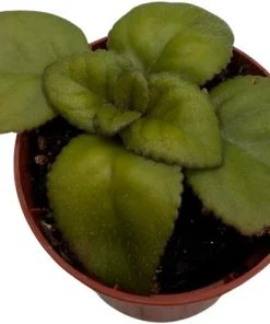 Dark & Stormy Asian Violet Primulina Live Plant – 2.5 inch Pot – Indoor - Image 4