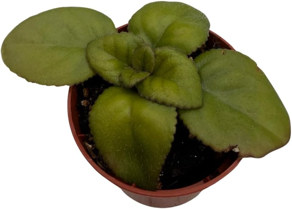 Dark & Stormy Asian Violet Primulina Live Plant – 2.5 inch Pot – Indoor - Image 4