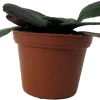 Dark & Stormy Asian Violet Primulina Live Plant – 2.5 inch Pot – Indoor - Image 1