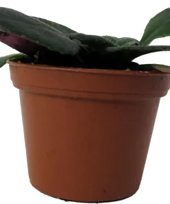 Dark & Stormy Asian Violet Primulina Live Plant – 2.5 inch Pot – Indoor - Image 1