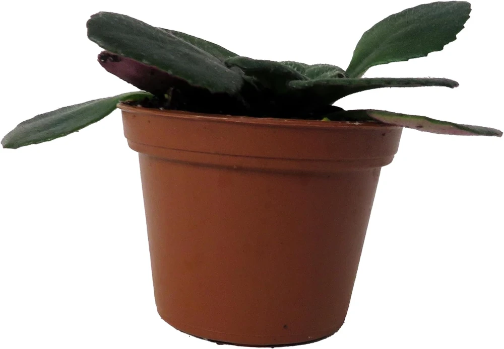 Dark & Stormy Asian Violet Primulina Live Plant – 2.5 inch Pot – Indoor - Image 1
