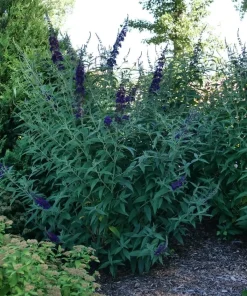 Darkest Night Butterfly Bush Live Plant - 4