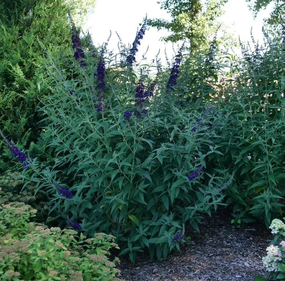 Darkest Night Butterfly Bush Live Plant - 4" Pot - Deep Purple Flowers - Image 2