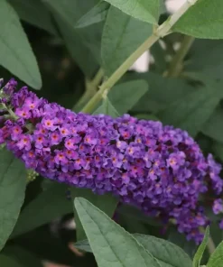 Darkest Night Butterfly Bush Live Plant - 4