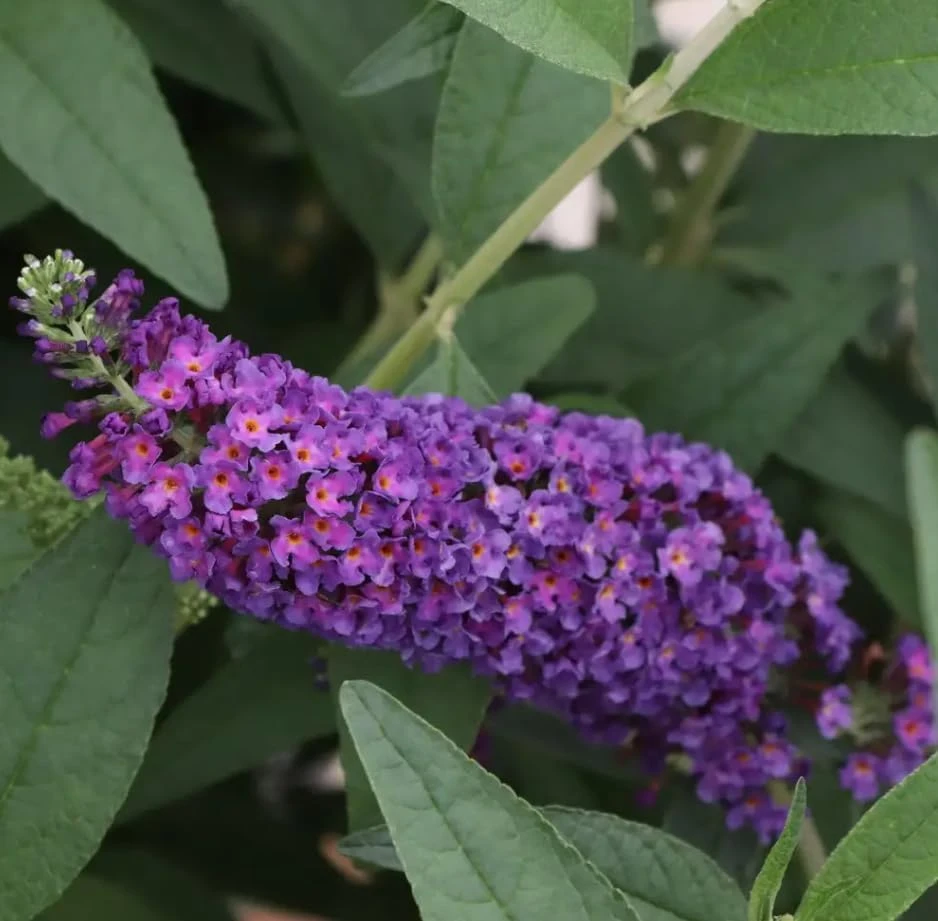 Darkest Night Butterfly Bush Live Plant - 4" Pot - Deep Purple Flowers - Image 1