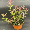 Darrow's Dwarf Blueberry Live Plant - Vaccinium darrowii - 3 inch Pot - Image 1