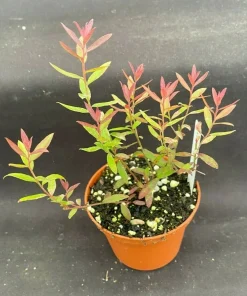 Darrow's Dwarf Blueberry Live Plant - Vaccinium darrowii - 3 inch Pot - Image 1