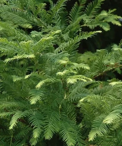 Dawn Redwood Live Plant – Metasequoia glyptostroboides – 1 Quart Pot 8-12