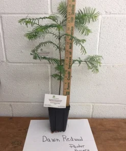 Dawn Redwood Live Plant – Metasequoia glyptostroboides – 1 Quart Pot 8-12