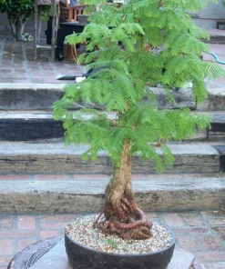 Dawn Redwood Live Plant – Metasequoia glyptostroboides – 1 Quart Pot 8-12