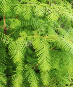 Dawn Redwood Live Plant – Metasequoia glyptostroboides – 1 Quart Pot 8-12