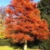 Dawn Redwood Live Plant – Metasequoia glyptostroboides – 1 Quart Pot 8-12" Tall – Outdoor Tree - Image 1