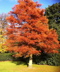 Dawn Redwood Live Plant – Metasequoia glyptostroboides – 1 Quart Pot 8-12