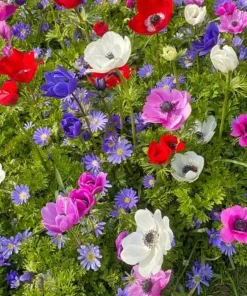 De Caen Anemone Windflower Bulbs Mix - 15 Count, 8/+cm - Hardy Perennial - Image 2