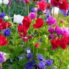 De Caen Anemone Windflower Bulbs Mix - 15 Count, 8/+cm - Hardy Perennial - Image 1