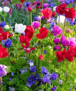 De Caen Anemone Windflower Bulbs Mix - 15 Count, 8/+cm - Hardy Perennial - Image 1