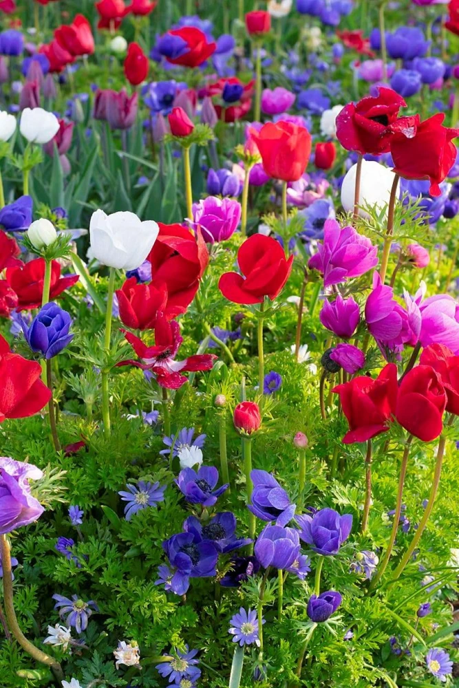 De Caen Anemone Windflower Bulbs Mix - 15 Count, 8/+cm - Hardy Perennial - Image 1