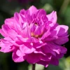 Decorative Dahlia Root Clump - Karma Lagoon Violet/Pink - 1 Top Size Root - 40 In Tall - Image 1