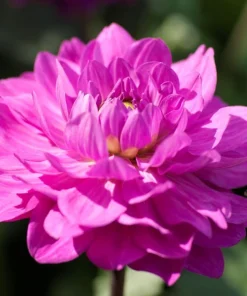 Decorative Dahlia Root Clump - Karma Lagoon Violet/Pink - 1 Top Size Root - 40 In Tall - Image 1
