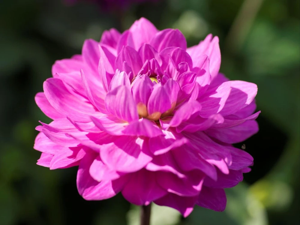 Decorative Dahlia Root Clump - Karma Lagoon Violet/Pink - 1 Top Size Root - 40 In Tall - Image 1
