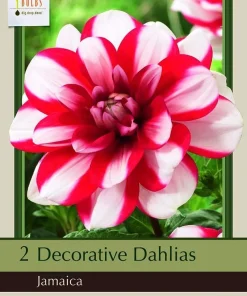 Decorative Dahlia Root Clumps - Double White & Red Blooms - 2 Pack - Image 2