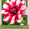 Decorative Dahlia Root Clumps - Double White & Red Blooms - 2 Pack - Image 1
