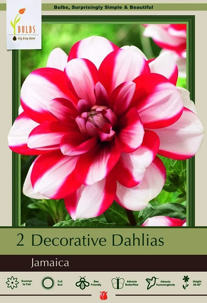 Decorative Dahlia Root Clumps - Double White & Red Blooms - 2 Pack - Image 1