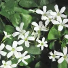 Deep Shade Oxalis Shamrock Live Plant – 4" Pot – Shade Groundcover - Image 1
