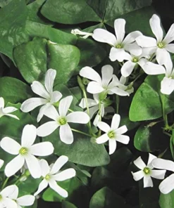 Deep Shade Oxalis Shamrock Live Plant – 4