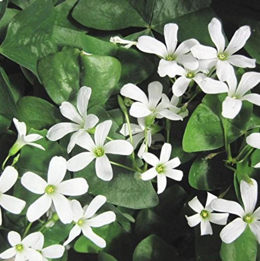 Deep Shade Oxalis Shamrock Live Plant – 4" Pot – Shade Groundcover - Image 1