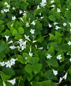 Deep Shade Oxalis Shamrock Live Plant – 4" Pot – Shade Groundcover - Image 2