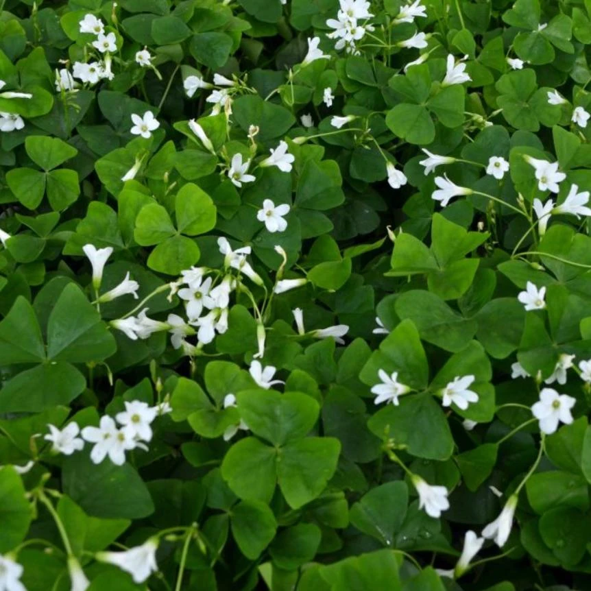 Deep Shade Oxalis Shamrock Live Plant – 4" Pot – Shade Groundcover - Image 2