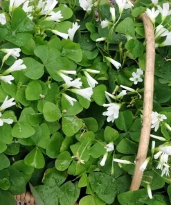 Deep Shade Oxalis Shamrock Live Plant – 4