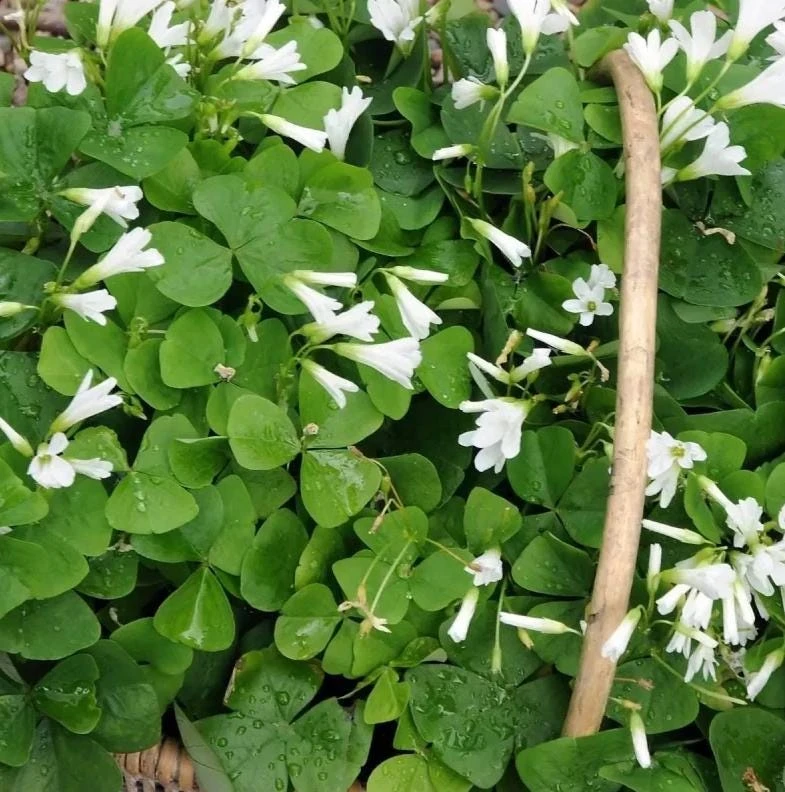 Deep Shade Oxalis Shamrock Live Plant – 4" Pot – Shade Groundcover - Image 3