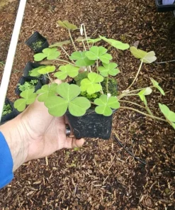 Deep Shade Oxalis Shamrock Live Plant – 4