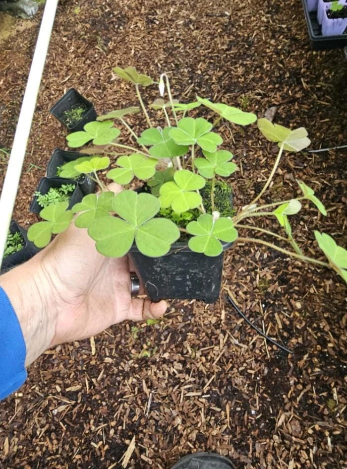 Deep Shade Oxalis Shamrock Live Plant – 4" Pot – Shade Groundcover - Image 4