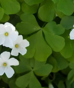 Deep Shade Oxalis Shamrock Live Plant – 4