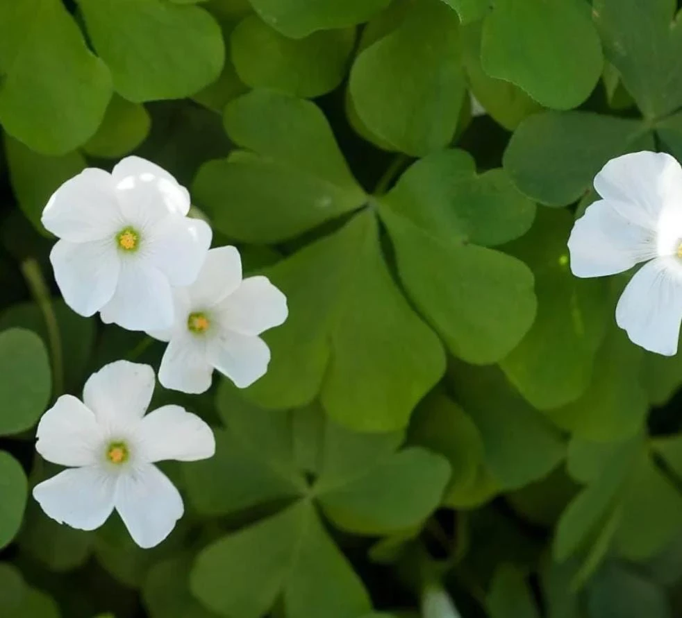 Deep Shade Oxalis Shamrock Live Plant – 4" Pot – Shade Groundcover - Image 5