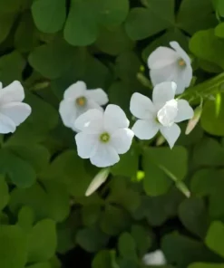 Deep Shade Oxalis Shamrock Live Plant – 4