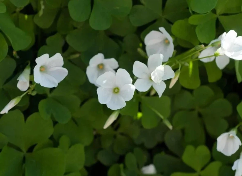 Deep Shade Oxalis Shamrock Live Plant – 4" Pot – Shade Groundcover - Image 6