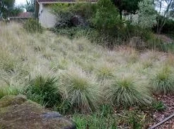 Deer Muhly Grass Live Plant - Muhlenbergia rigens Ornamental Grass - 1 Gallon Pot - Image 2